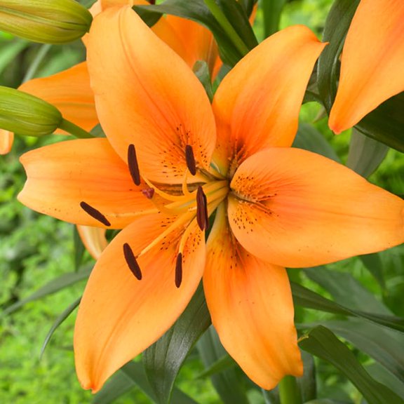 Sunset Boulevard Oriental Lily Flower Bulbs - 3 Lilies Per Pack - Attracts Butterflies and Hummingbirds - Good as Cut Flowers - Perennializing