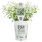 Proven Winners 1.56PT Euphorbia Diamond Frost