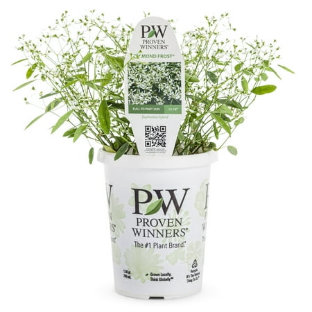 Proven Winners 1.56PT Euphorbia Diamond Frost