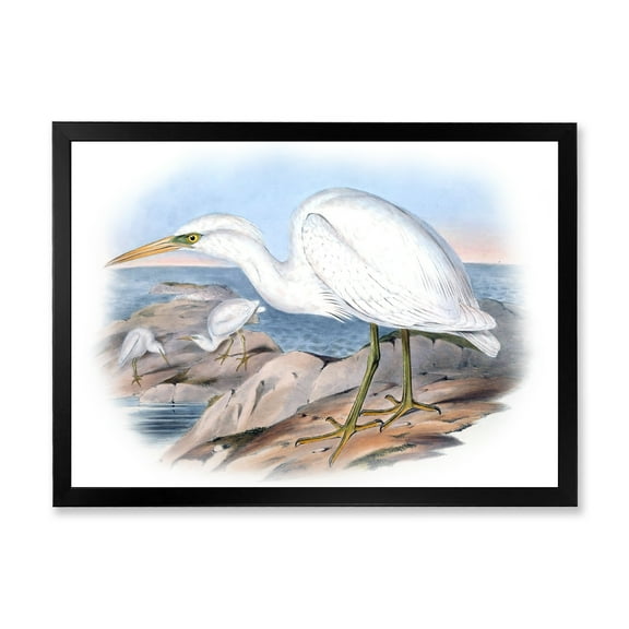 Designart 'Ancient Australian Birds XIII' Traditional Framed Art Print