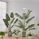 thumbnail image 4 of Luz de cultivo de plantas, luz de crecimiento LED yadoker de espectro completo para plantas de interior, altura ajustable, temporizador automático, voltaje seguro bajo de 5 V, idea para luz de plantas, 4 of 4