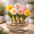 thumbnail image 3 of Indoor Pre-Chilled Doubkle Daffodil Bulbs for Forcing Indoors - Grow in Water or Dirt Indoors - Prechilled Indoor Bulbs - Bright Blooms During Cold Winter - Holiday Hostess Gift (5 Bulbs), 3 of 5