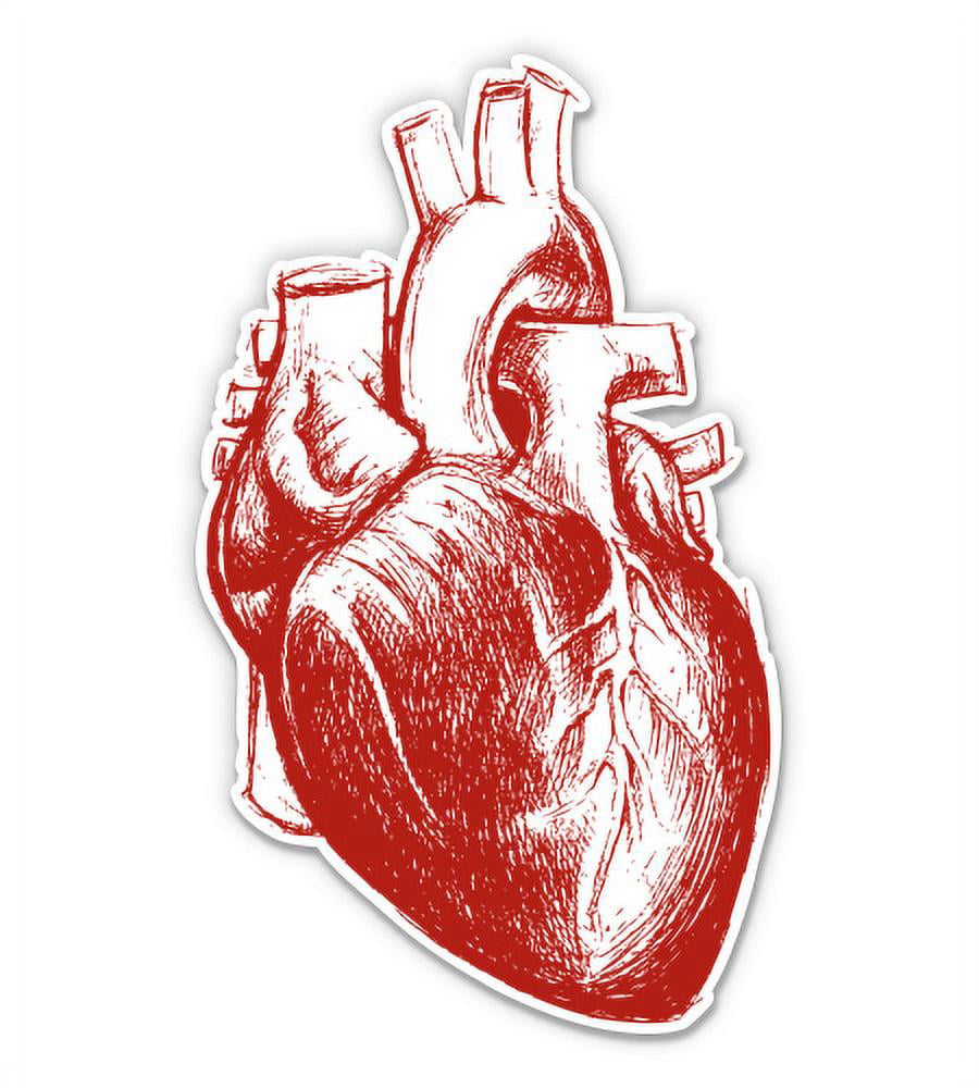 Realistic hand drawing human heart Royalty Free Vector Image