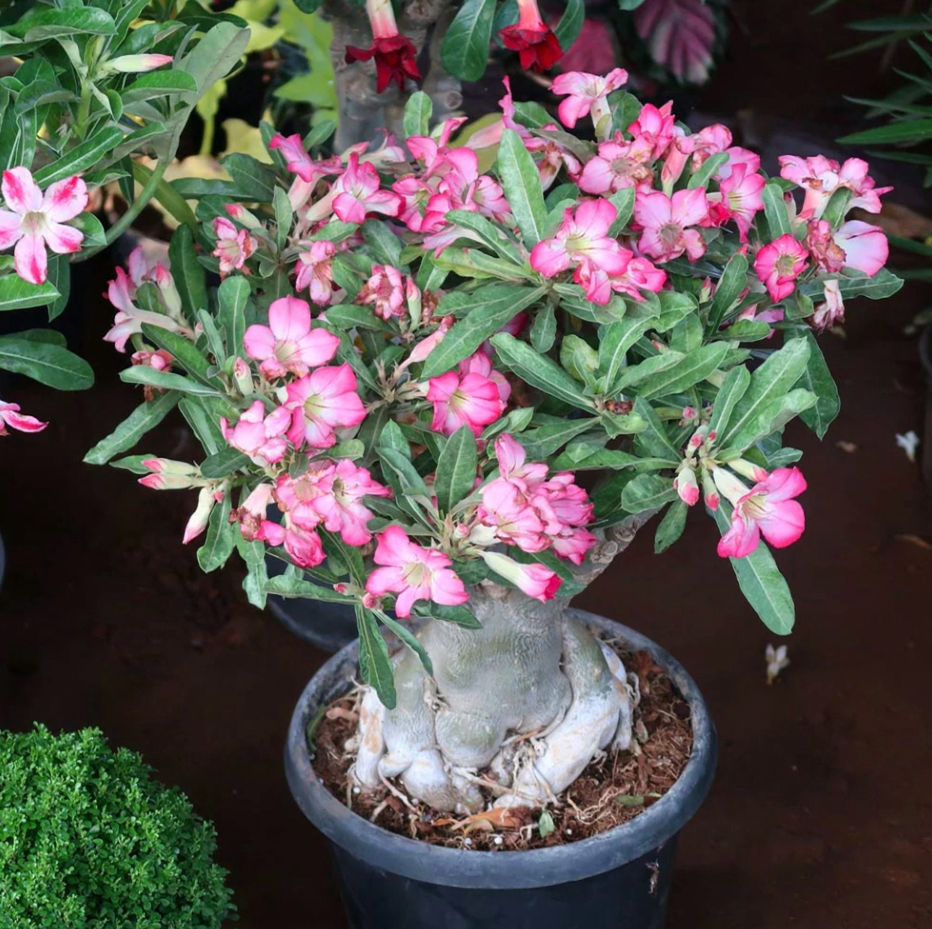 Pink Desert Rose Live Plant, Blooming Adenium Succulent for Indoor Outdoor Growing, 4–6 Inch Tall