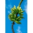 thumbnail image 2 of Engelbrecht, Lisa S. 11x14 Black Ornate Wood Framed with Double Matting Museum Art Print Titled - Bunch of bananas on tree, 2 of 4