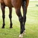 thumbnail image 4 of Protector de , envoltura de cola, protección de caballo, decoración de larga, cuidado Negro kusrkot Guardia de cola de caballo, 4 of 7