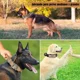 thumbnail image 3 of Collares Y Correas Para Perros Medianos Y Grandes, 3 of 7