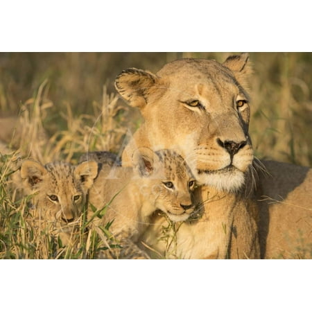 African Lion Mother and Cubs (Panthera Leo) South Africa Print Wall Art By Stu