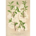 thumbnail image 3 of Charles Antoine Lemaire 11x14 Black Modern Framed Museum Art Print Titled - Prunus (Sinensis) Japonica (1854-1896), 3 of 5