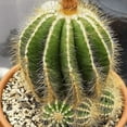 thumbnail image 2 of Balloon Cactus, Parodia Magnifica, Live Plant in 4" pot, 2 of 5