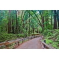 thumbnail image 2 of Miller, Anna 24x17 Black Ornate Wood Framed with Double Matting Museum Art Print Titled - Muir Woods National Monument-Marin County-California-USA, 2 of 4