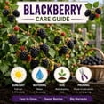 thumbnail image 2 of 2 Ouachita Blackberry Plants Live, Fruit Berry Bush, 4-7 Inch Tall, 2 of 5