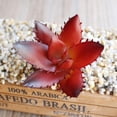 thumbnail image 1 of Plantas Suculentas Realistas Flor Bonsai Manualidades De Bricolaje Flor 103 Soledad  Planta Artificial, 1 of 10