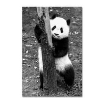 Trademark Fine Art 'Panda III' Canvas Art by Philippe Hugonnard
