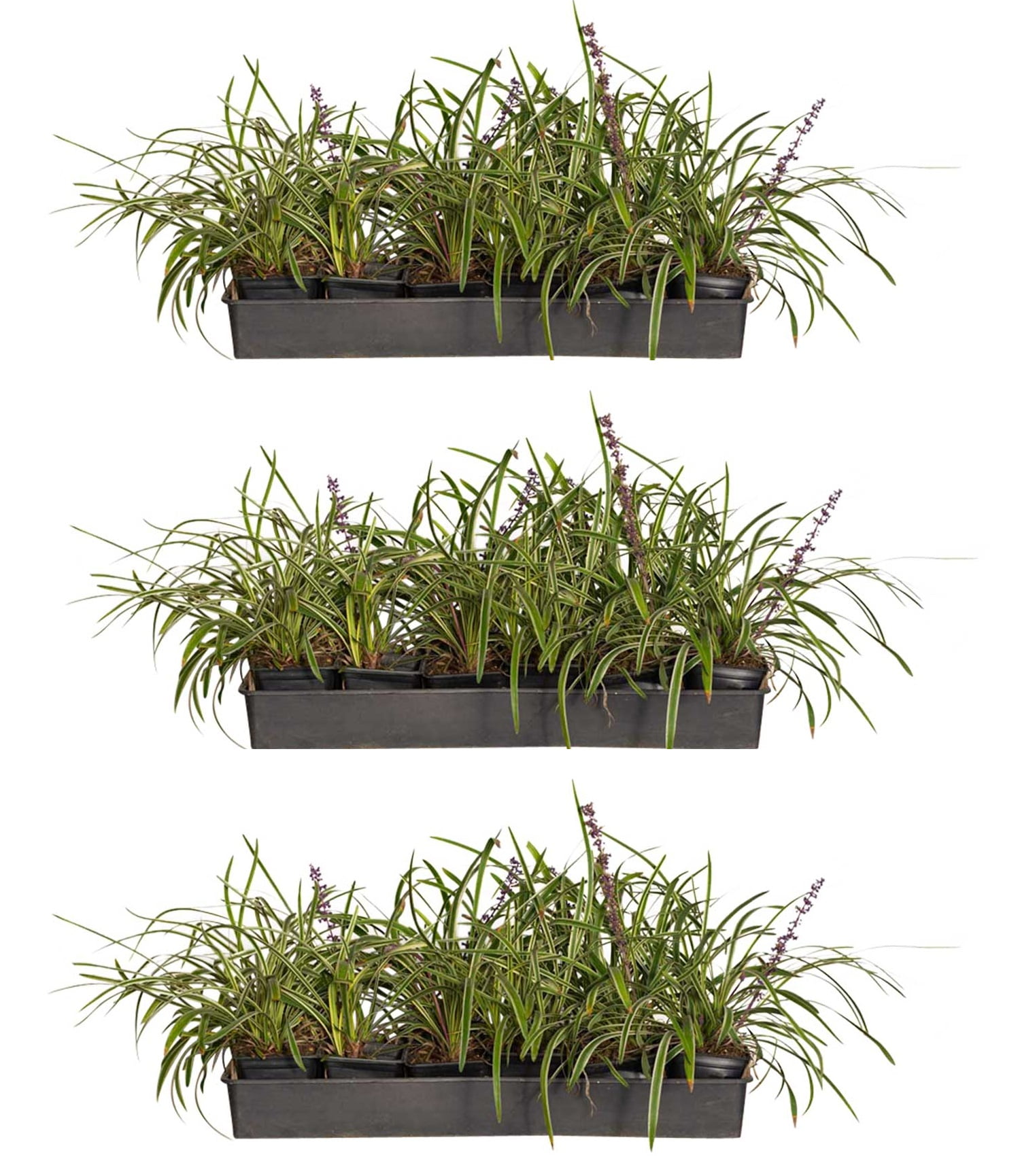 Variegated Liriope 'Lily Turf' 54 Pack (3.25 In. Pots) SemiEvergreen
