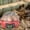 Red Automatic, variant on Mini Turning Temperature Control Red Automatic Red Automatic