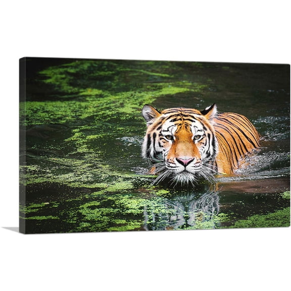 ARTCANVAS Tiger Swimming in Swamp Canvas Art Print - Size: 26" x 18" (0.75" Deep)