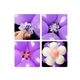 thumbnail image 4 of 3 Soporte Globos Paneles Base Para 7 Globo Y Regalo Blanco, 4 of 4