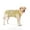 Yellow, variant on Recovery Suit for Dogs Cats After Surgery, Professional Pet Recovery Shirt Dog Abdominal Wounds Bandages, Prevent Licking Dog Onesies Pet Surgery Recovery Suit