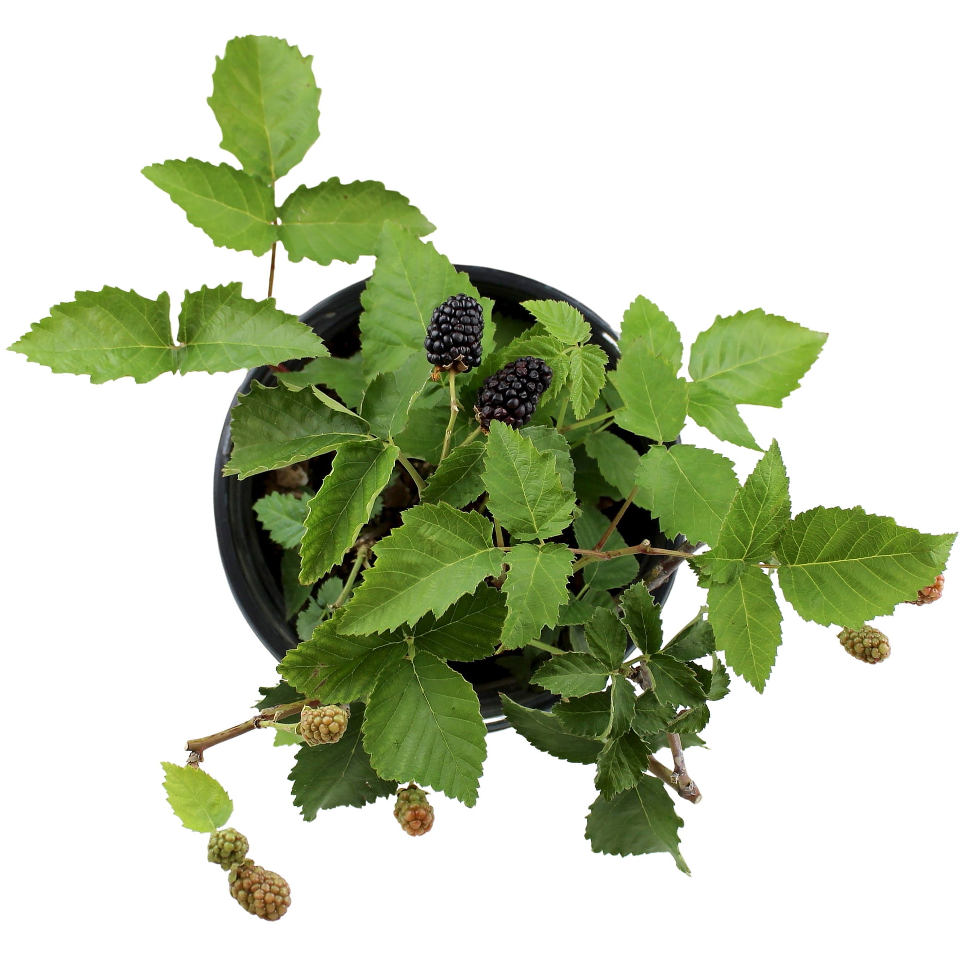 Expert Gardener Thornless Osage Blackberry Bush, 12 in-18 in Tall