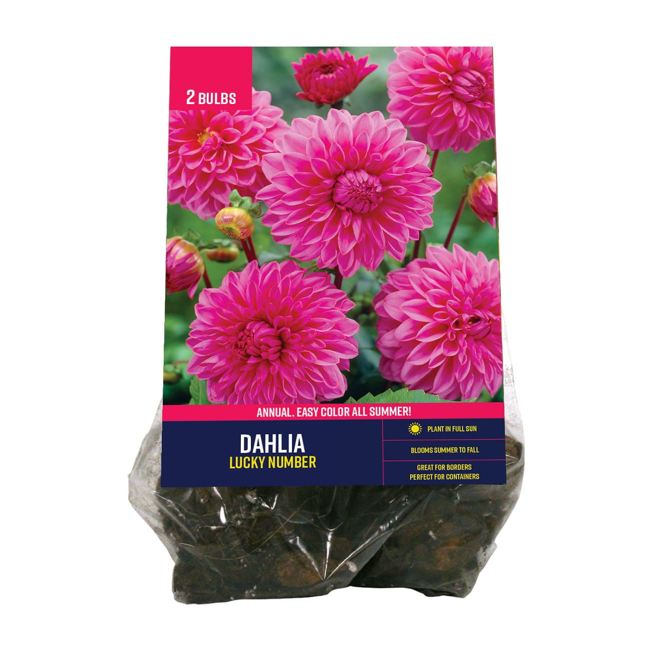 Van Zyverden Full Sun Dahlia Border Mix, Multi-Color