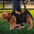 thumbnail image 5 of Dog Lift Harness, Adjustable Pet Walking Aid With Handles And Buckle For Aging Dogs, Disabled Dogs With Weak Feet, 5 of 5