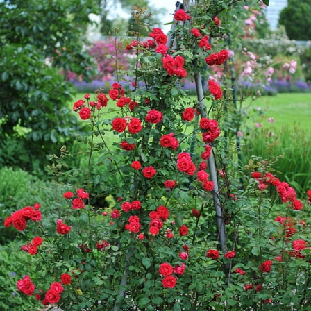 Brighter Blooms - Blaze Improved Climbing Rose Shrub, 3 gal - No Shipping to AK, AZ, HI