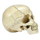 thumbnail image 4 of Réplica de cabeza humana de resina de alta calidad, modelo médico Lifesize, Halloween, decoración del hogar, artesanía decorativa, Calavera, 1 unidad, 4 of 4