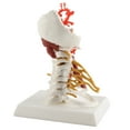 thumbnail image 1 of Modelo de Columna Cervical, Modelo de Nervios Espinales de Tamamo Flexible de la Vida., 1 of 7