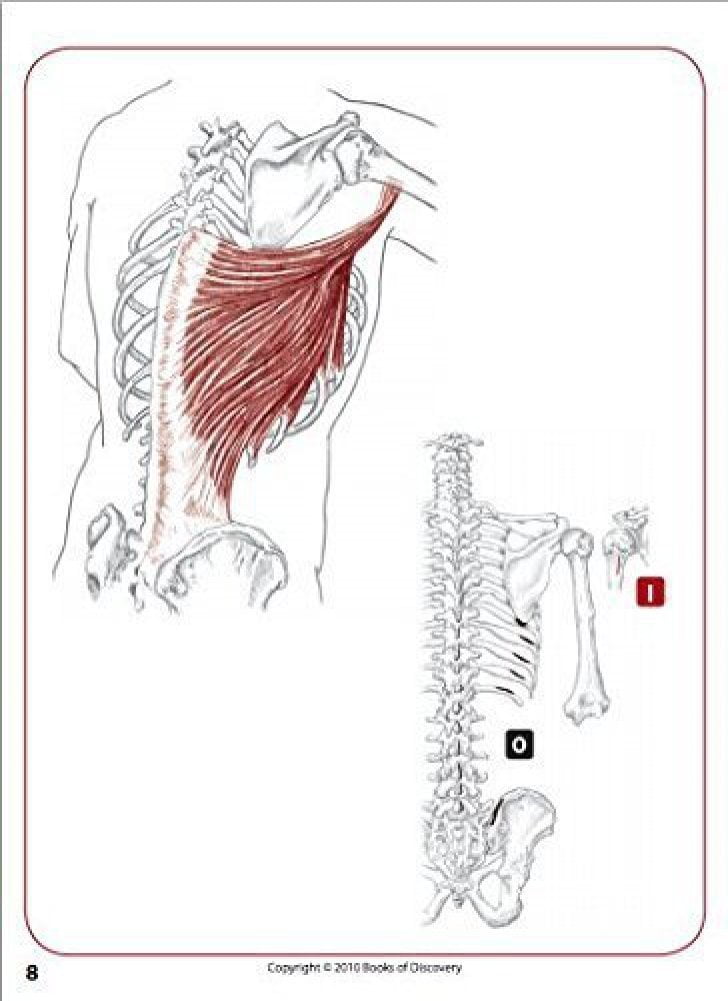 trail guide to the body flash cards Trail guide to the body flash cards 5th edition volume 2 muscles.
