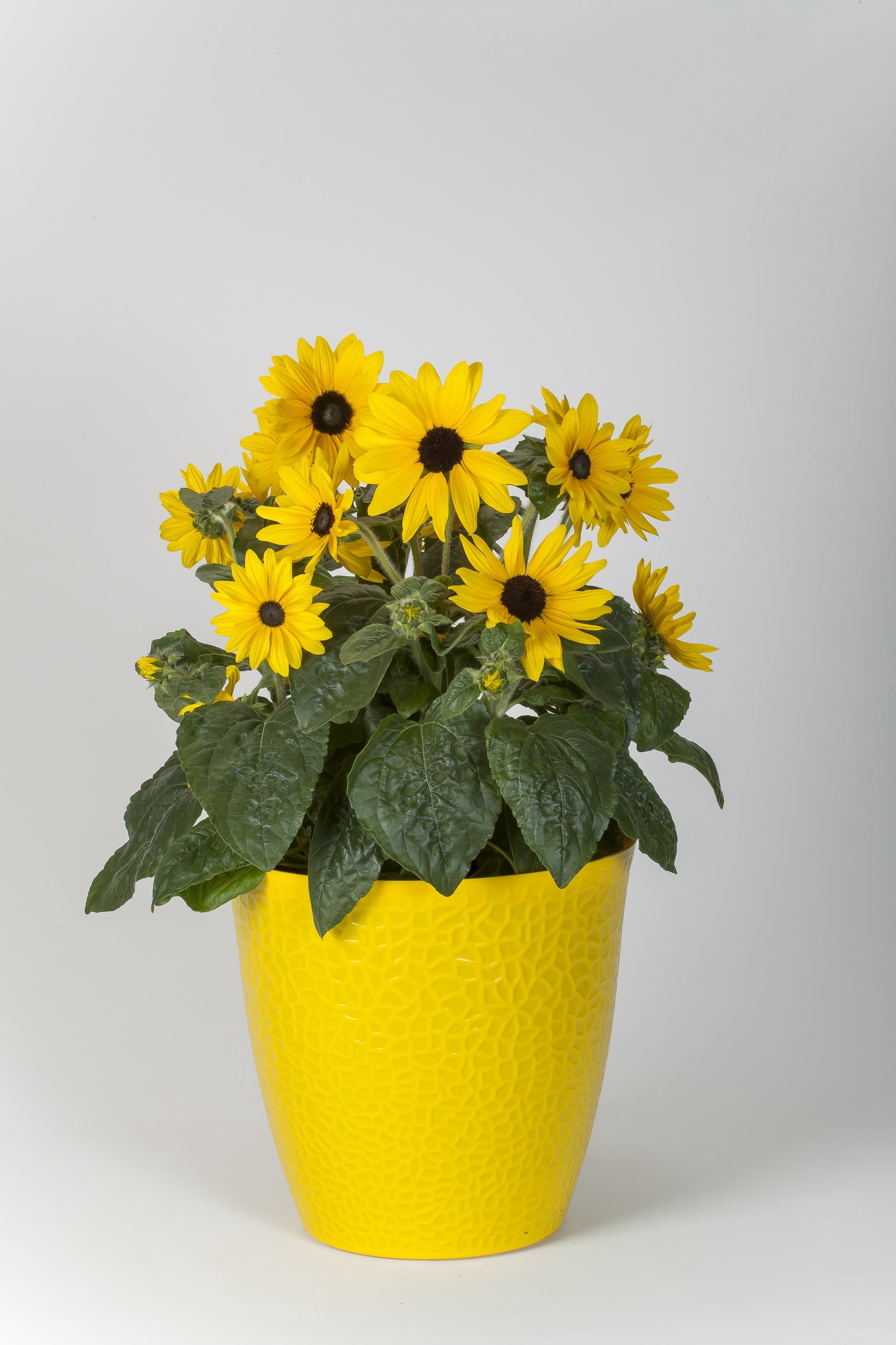 2.5 Quart Sunflower Sunfinity Live Annual Plant with Full Sunlight- 1 Piece
