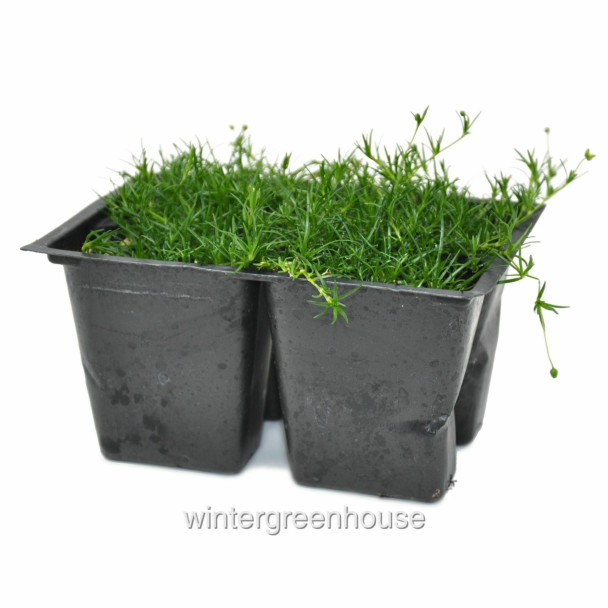 Sagina Subulata, Irish Moss Ground Cover - Pot Size: 4x 2.63x1.72x2.75" - Ground Cover Plants, Plant Collections