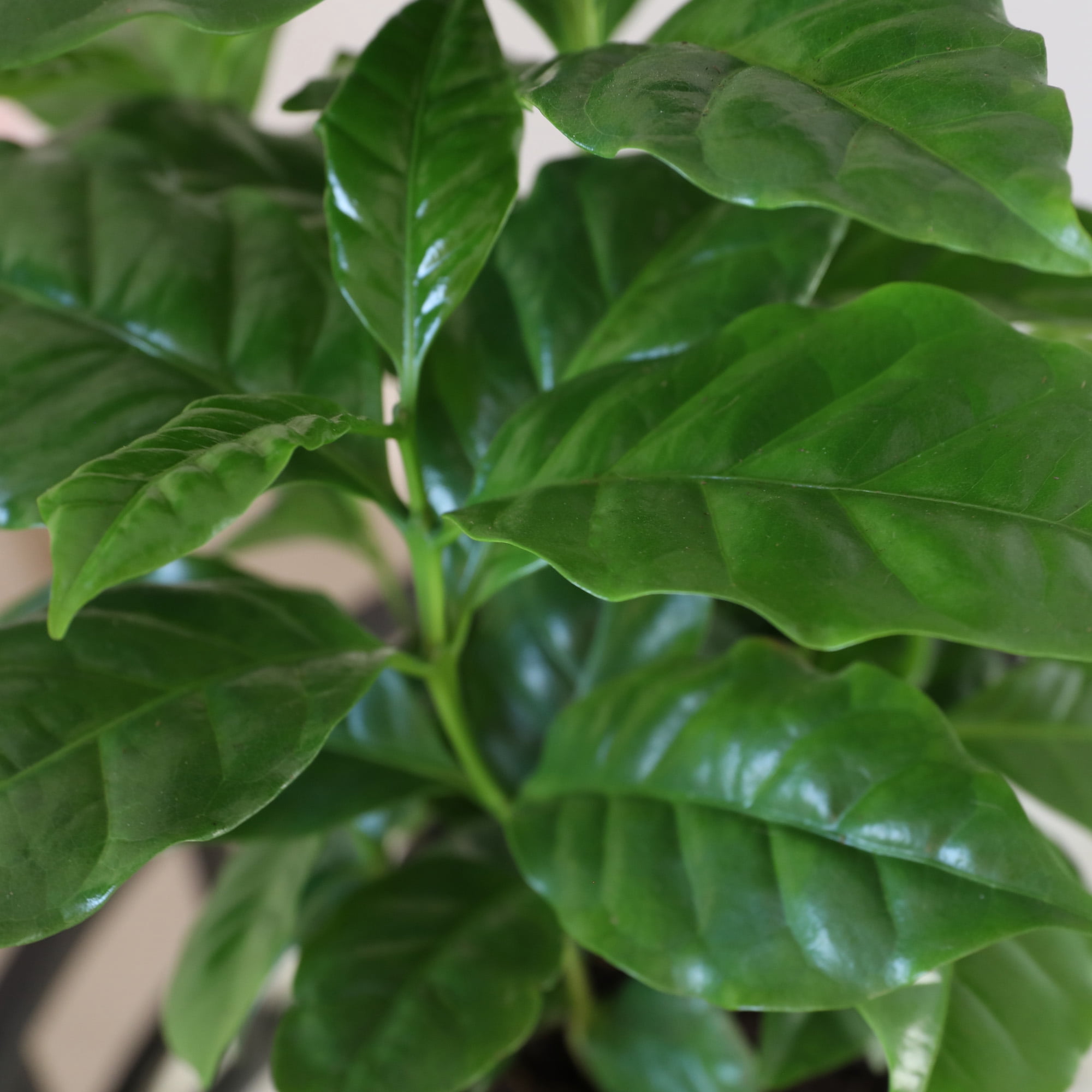 5" Coffee Plant in Wilson Brown Planter – Best Teacher Ever