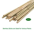 thumbnail image 5 of Cambaverd 40 Pack Plant Stakes,  16 inch Natural Bamboo Sticks for Plants, Garden Stakes for Plant Support, 5 of 6
