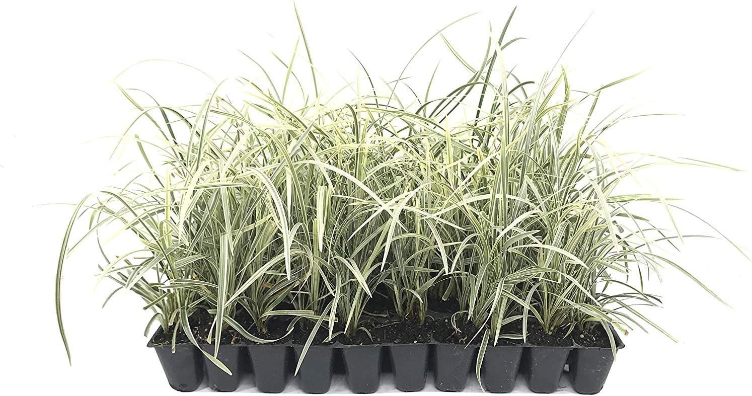 Aztec Grass 30 Live Plants Variegated Liriope Ophiopogon Intermedius Argenteomarginatus
