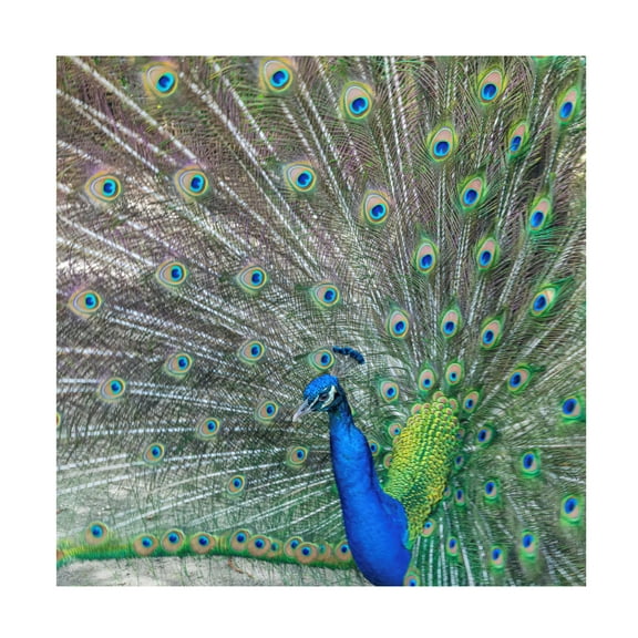 Canvas Wall Art - Danny Head 'Proud' Wall Art for Living Room, Bedroom, or Office Décor by Trademark Fine Art - 14 x 14 Inches