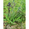 thumbnail image 3 of Van Gogh, Vincent 12x14 Black Modern Framed Museum Art Print Titled - The Iris, 3 of 5
