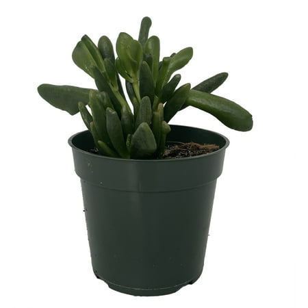 Horntree Jade Plant -Ogre's Ear - Great Houseplant - 4" Pot