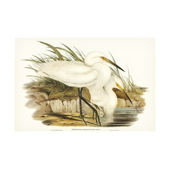 Trademark Fine Art Elizabeth Gould Waterbird Pairing I Canvas Wall Art