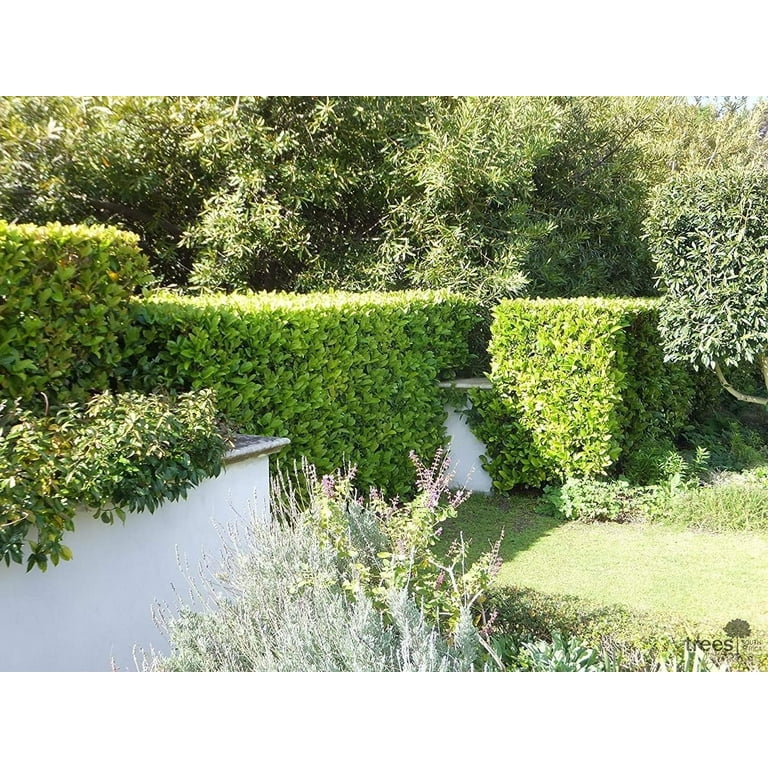 Fast Growing Hedge Plants For Privacy South Africa informacionpublica