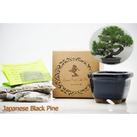 Bonsai Kit - 9GreenBox - Japanese Black Pine Bonsai Seed Kit- Gift - Complete Kit to Grow Japanese Black Pine Bonsai from Seed