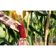 35 Seeds BLOODY BUTCHER Red CORN Edible & Ornamental Heirloom Zea Mays Vegetable Seeds