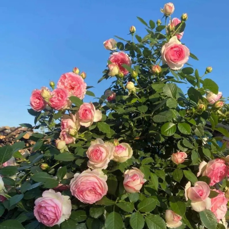30 White Pink Eden Climbing Rose Seeds, Elegant Bicolor Blooms