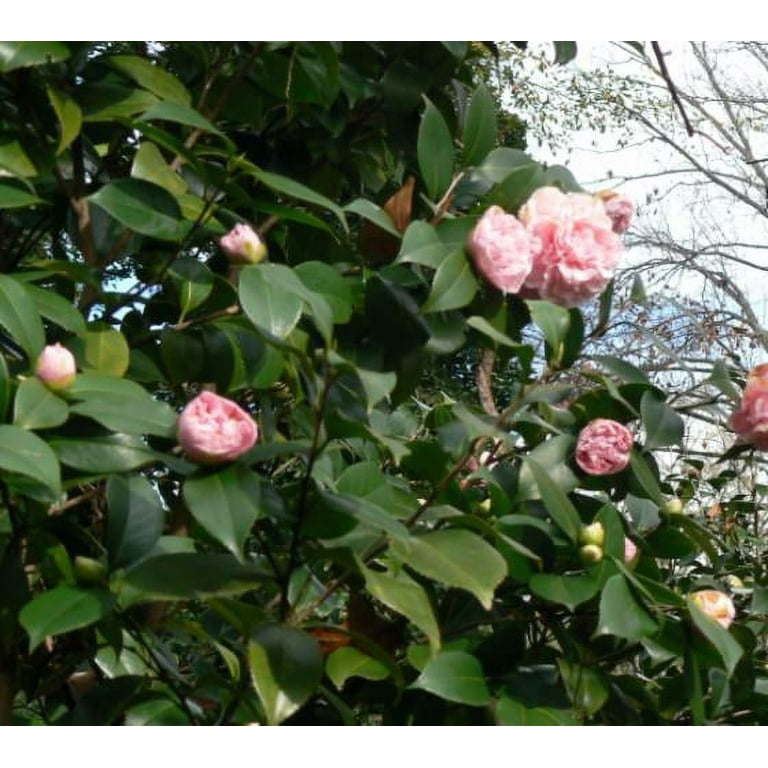 ( 1 ) - Debutante Pink Camellia Japonica - Starter Plant ( 4L ) ( 1 live Plant )