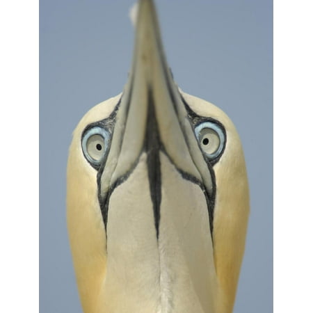 Close Up of the Head of a Northern Gannet During Sky Pointing Courtship Display, Scotland, UK Print Wall Art By Solvin (Best Heads Up Display)