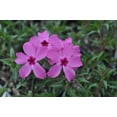 thumbnail image 2 of Red Wings Creeping Phlox Perennial - Quart Pot, 2 of 4