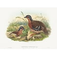 thumbnail image 2 of Gould, John 14x11 White Modern Wood Framed Museum Art Print Titled - Rufous-breasted Bamboo Partridge-Bambusicola Hyperythra, 2 of 4