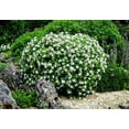 thumbnail image 4 of Frostproof Gardenia - 3 Live Plants - Fragrant Blooming Shrub - Gardenia Jasminoides, 4 of 7
