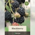 thumbnail image 2 of 1 gal. Navaho Blackberry, 2 of 10