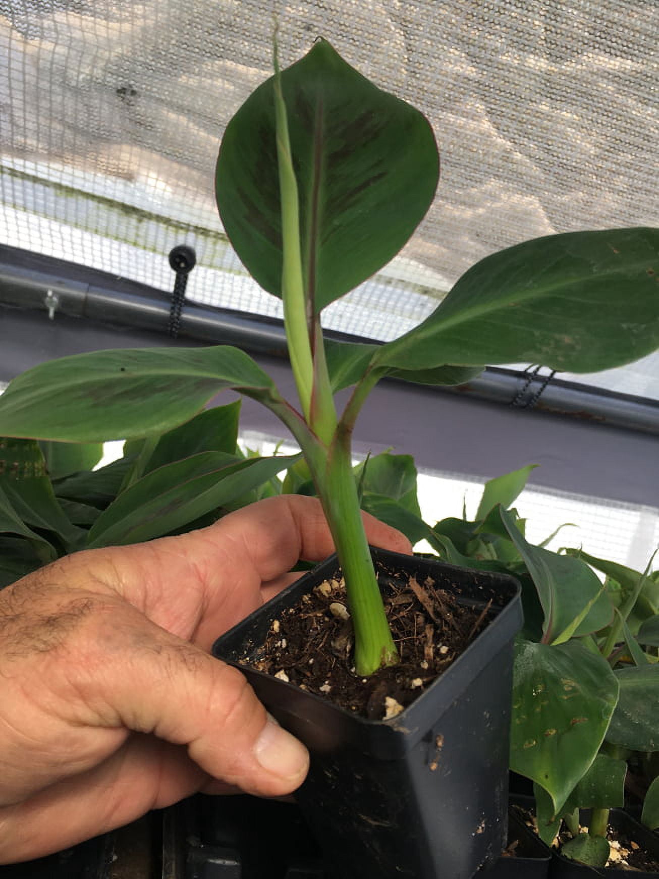 Manzano Apple Banana Plant - Live Plant